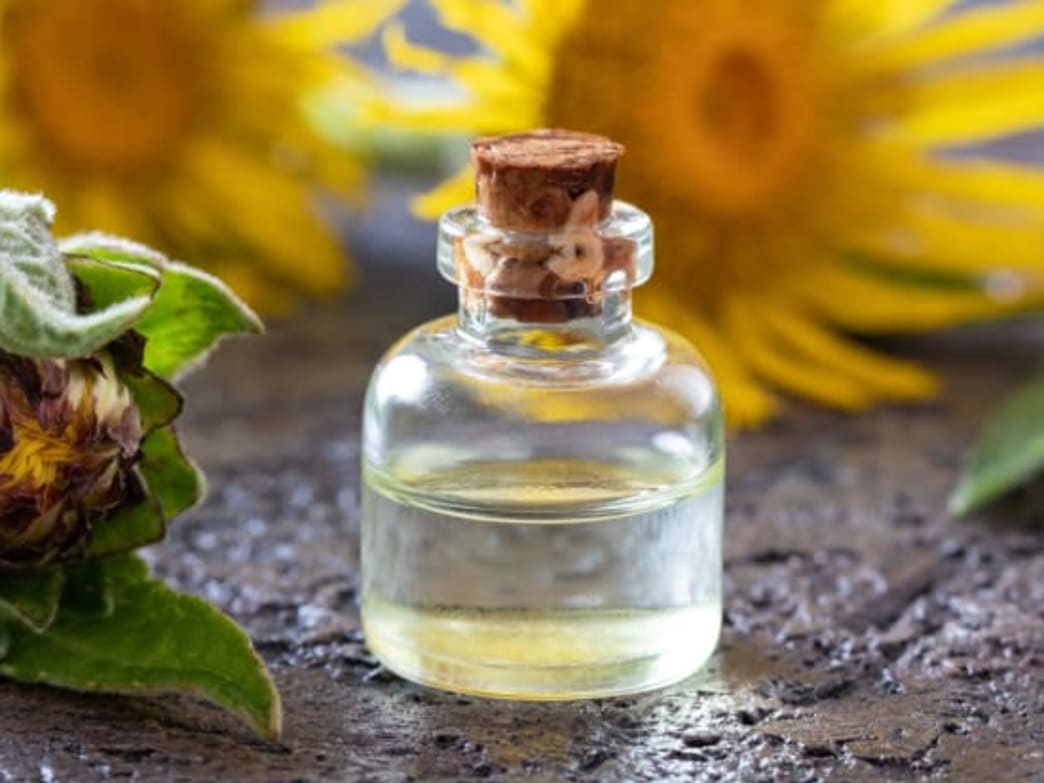 Elecampane: Health Benefits and Uses