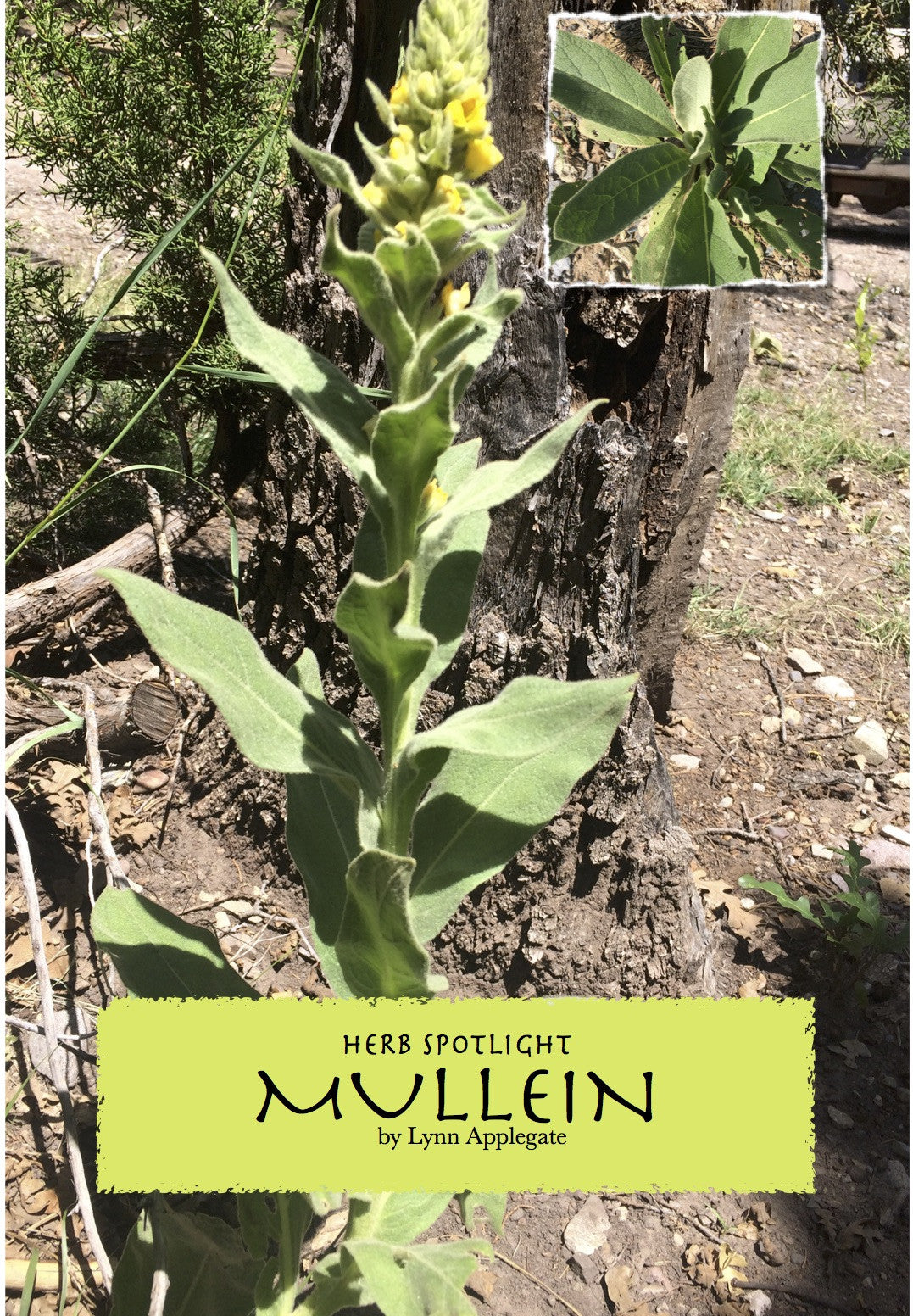 Mullein Tea