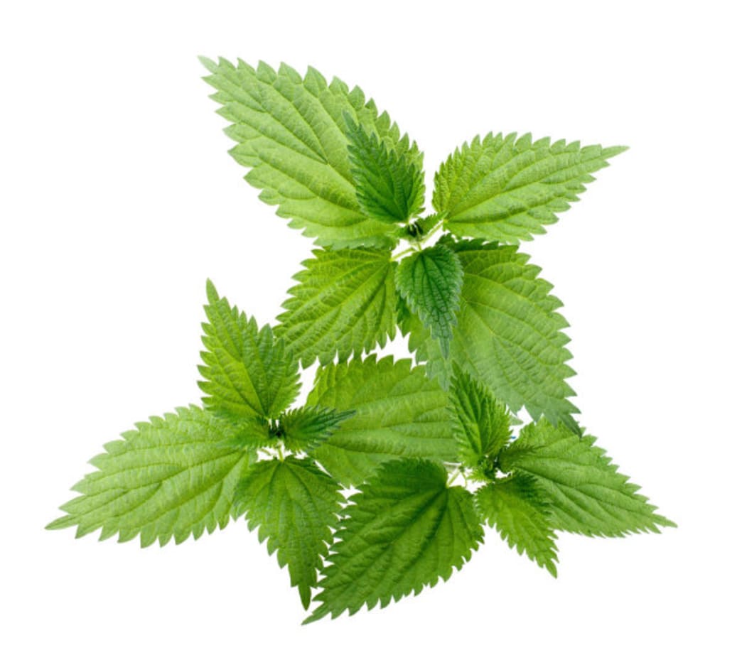 7 Herbs Everyone Should Consider Taking