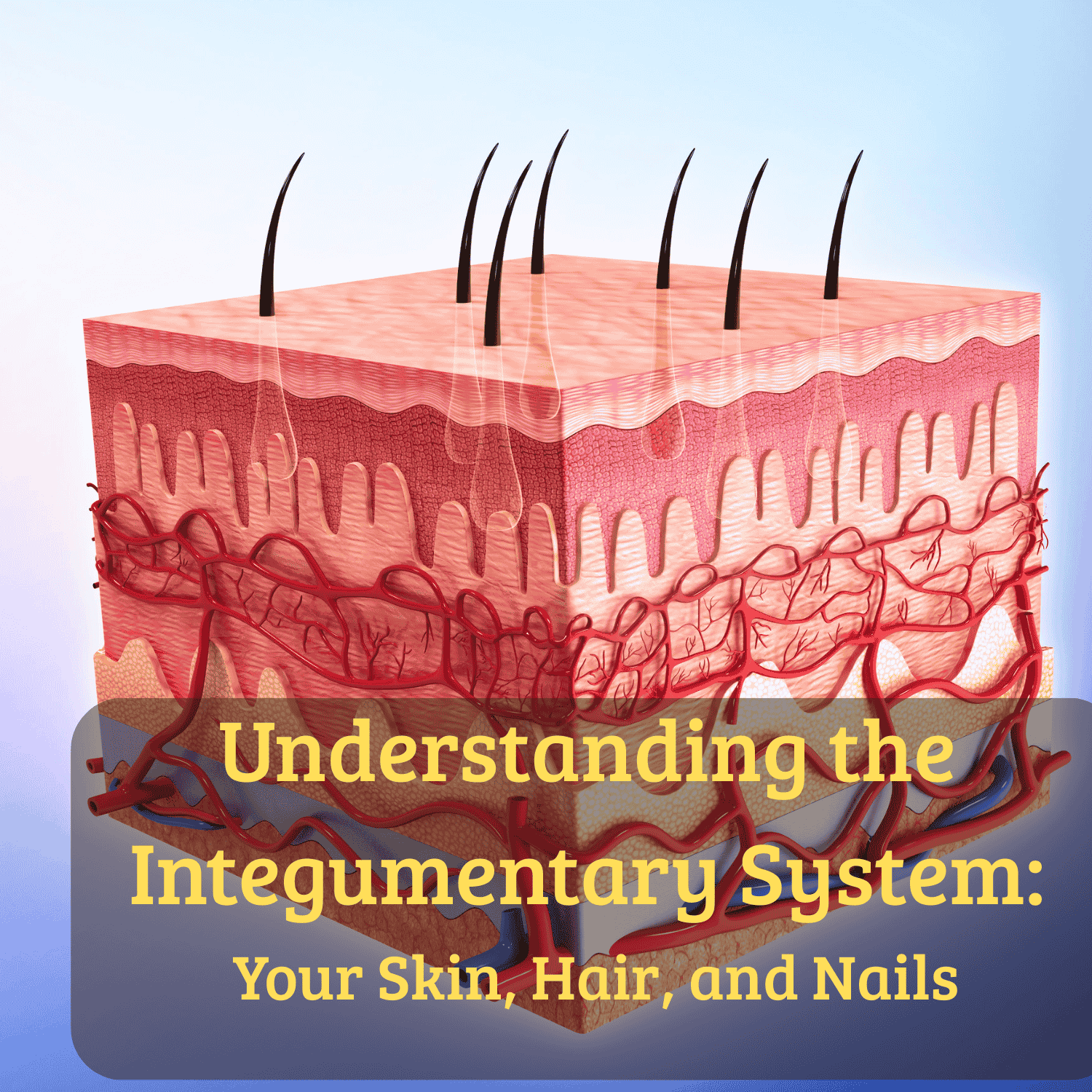 Understanding the Integumentary System: Your Skin, Hair, and Nails
