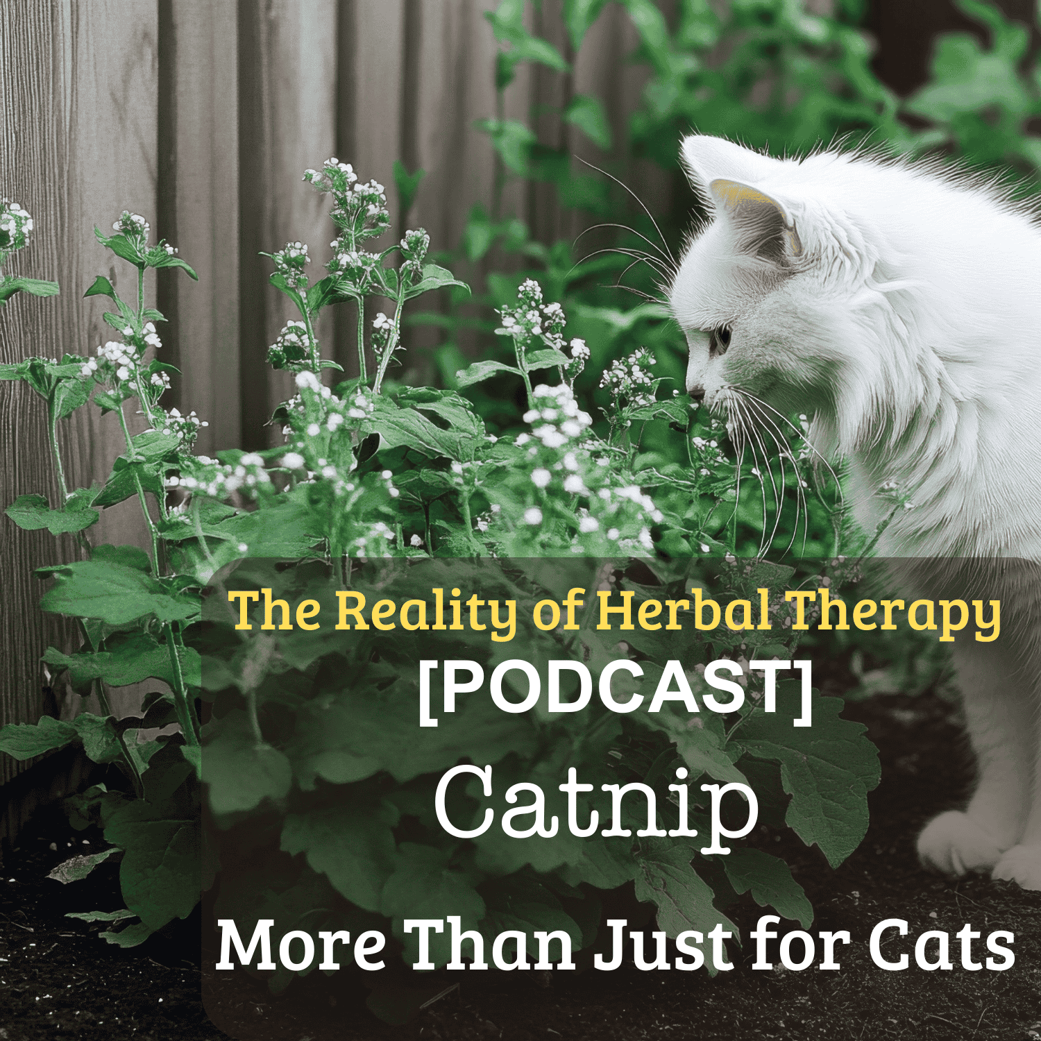 [Podcast]Catnip More Than Just for Cats