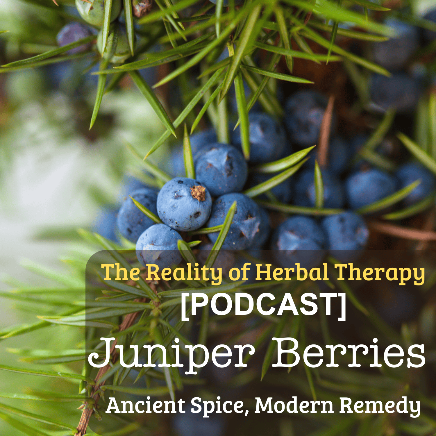 [Podcast] Juniper Berries: Ancient Spice, Modern Remedy