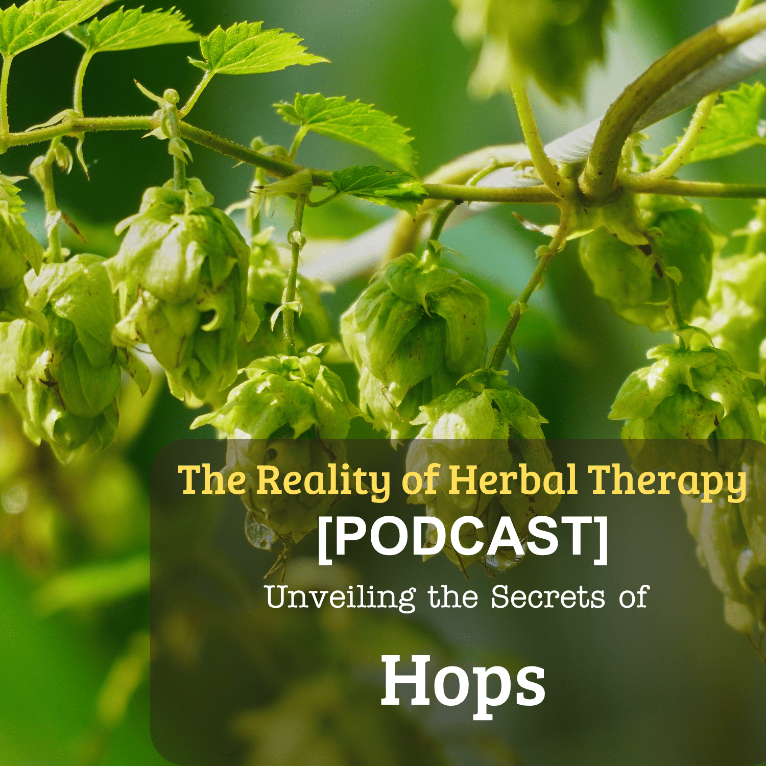 [Podcast] Unveiling the Secrets of Hops: More Than Just a Beer Ingredient