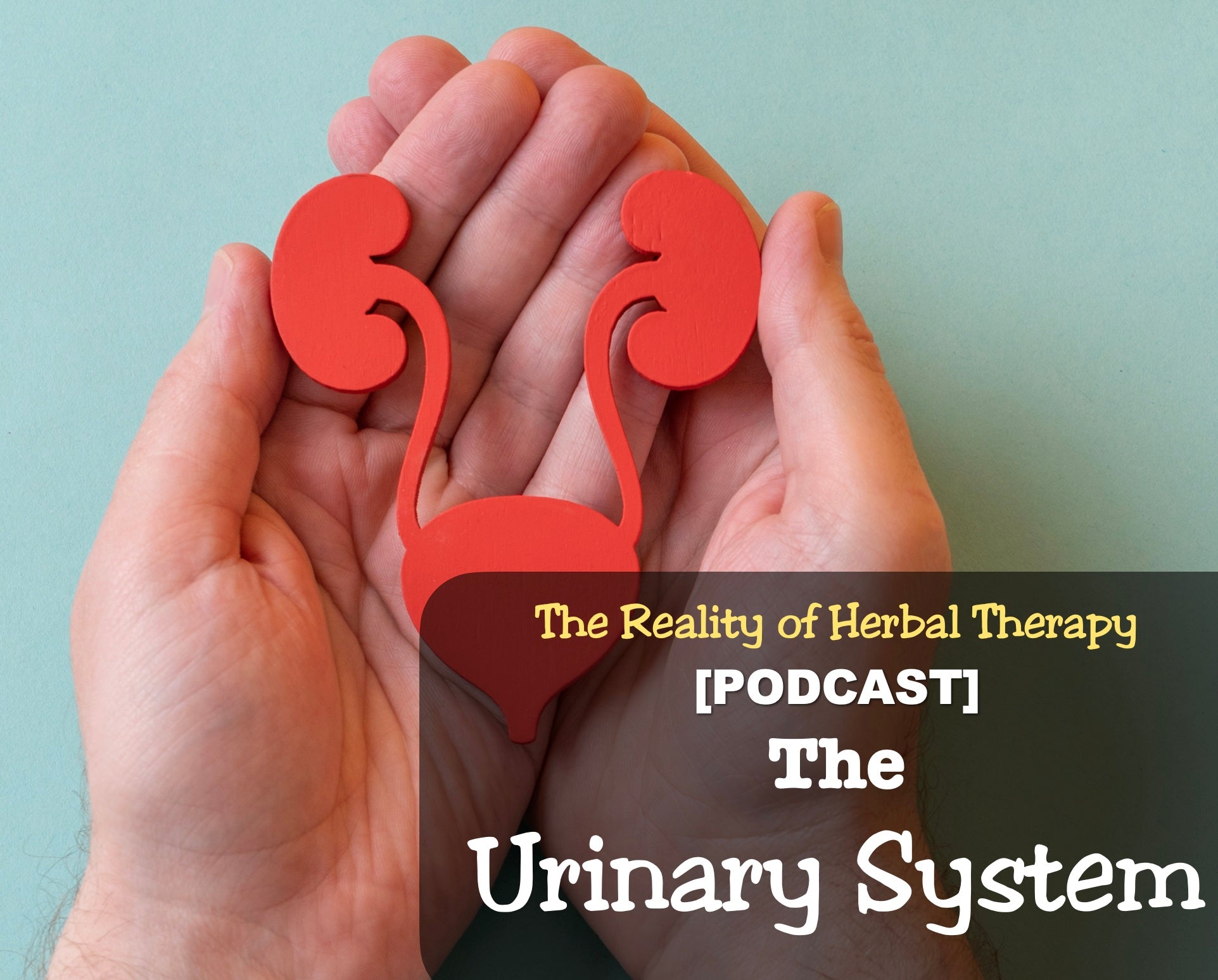 [Podcast] The Urinary System