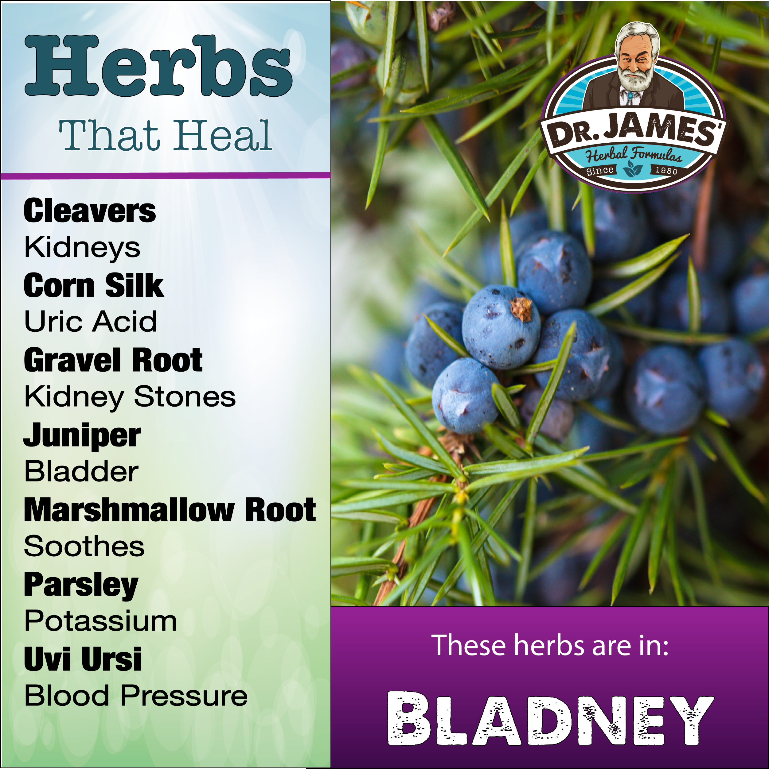 Bladney